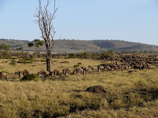 Wildebeest